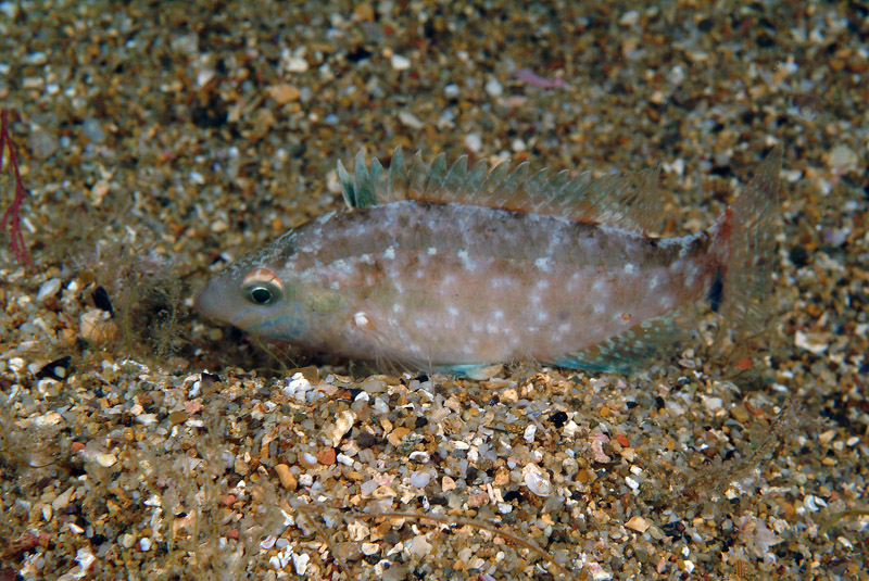 Symphodus cinereus (Bonnaterre, 1788)